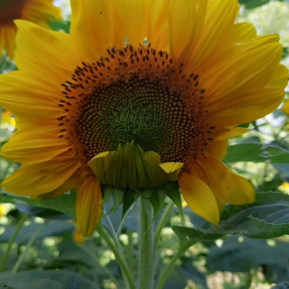 Organic Sunflower seed mix